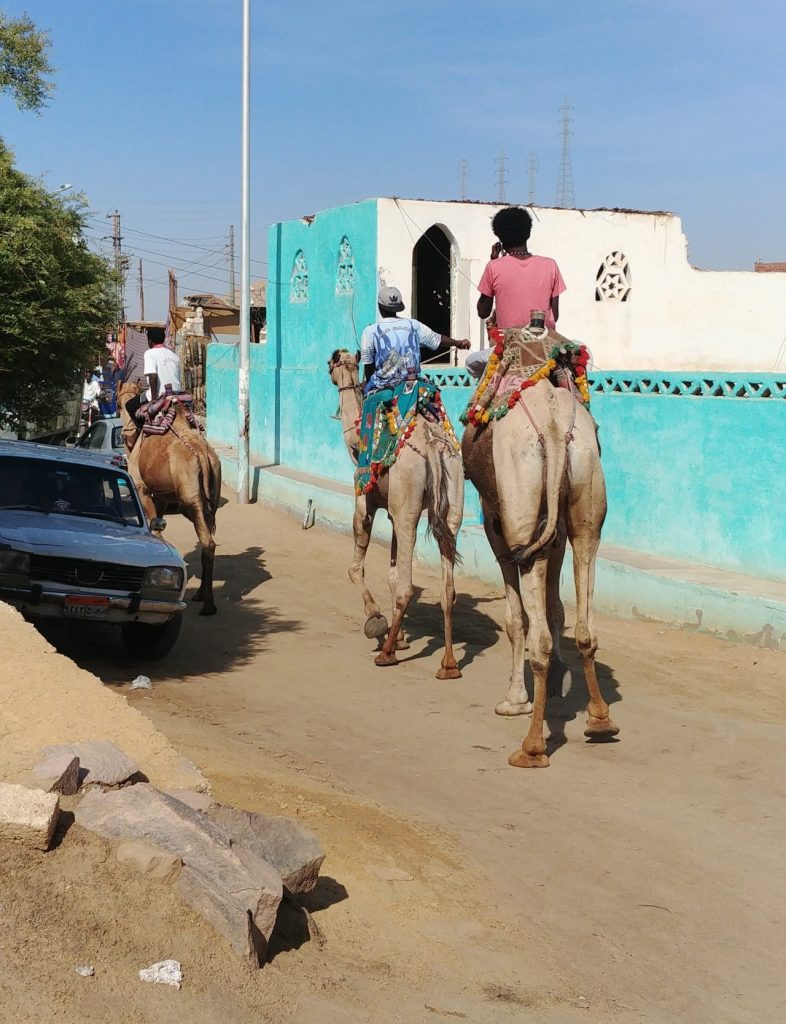 des dromadaires accours dans les rues ensablés du village Nubien - Assouan
