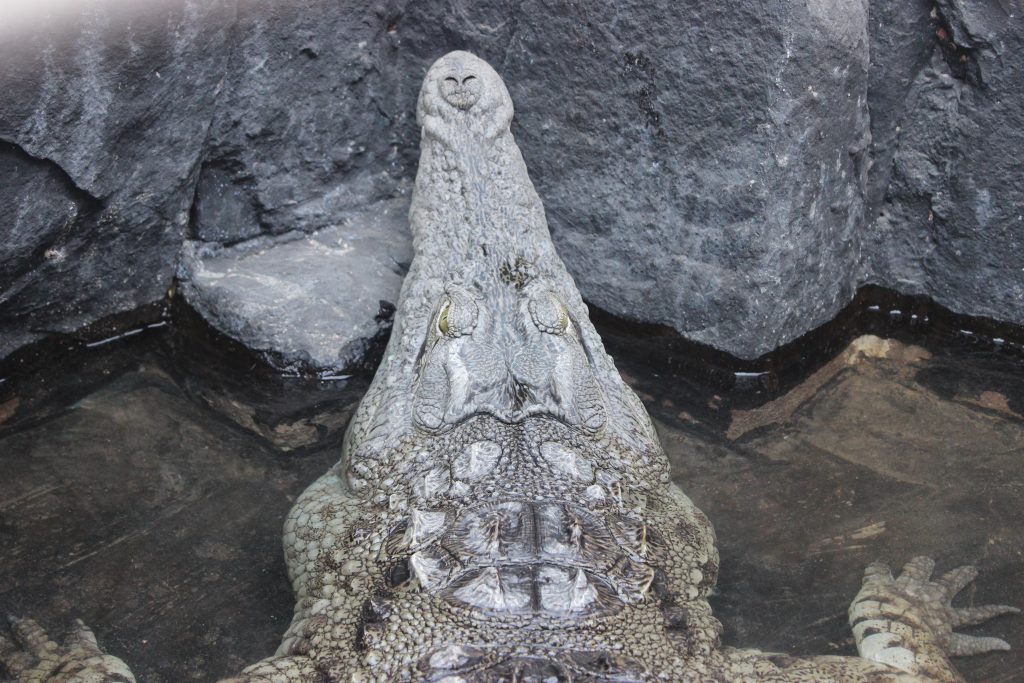 un crocodile vivant dans son enclos au sein d'une des maisons du village Nubien - Assouan